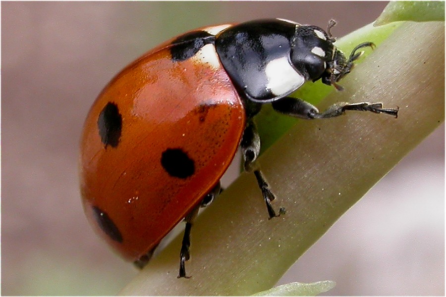 Coccinella septempunctata